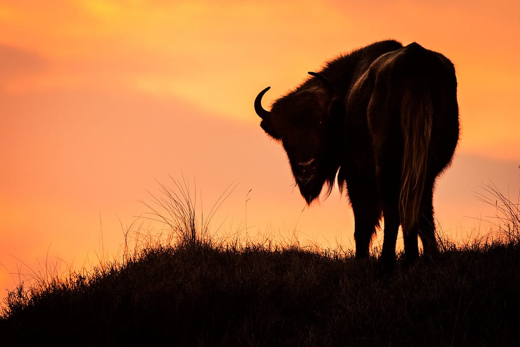 Europese bison in avondlicht