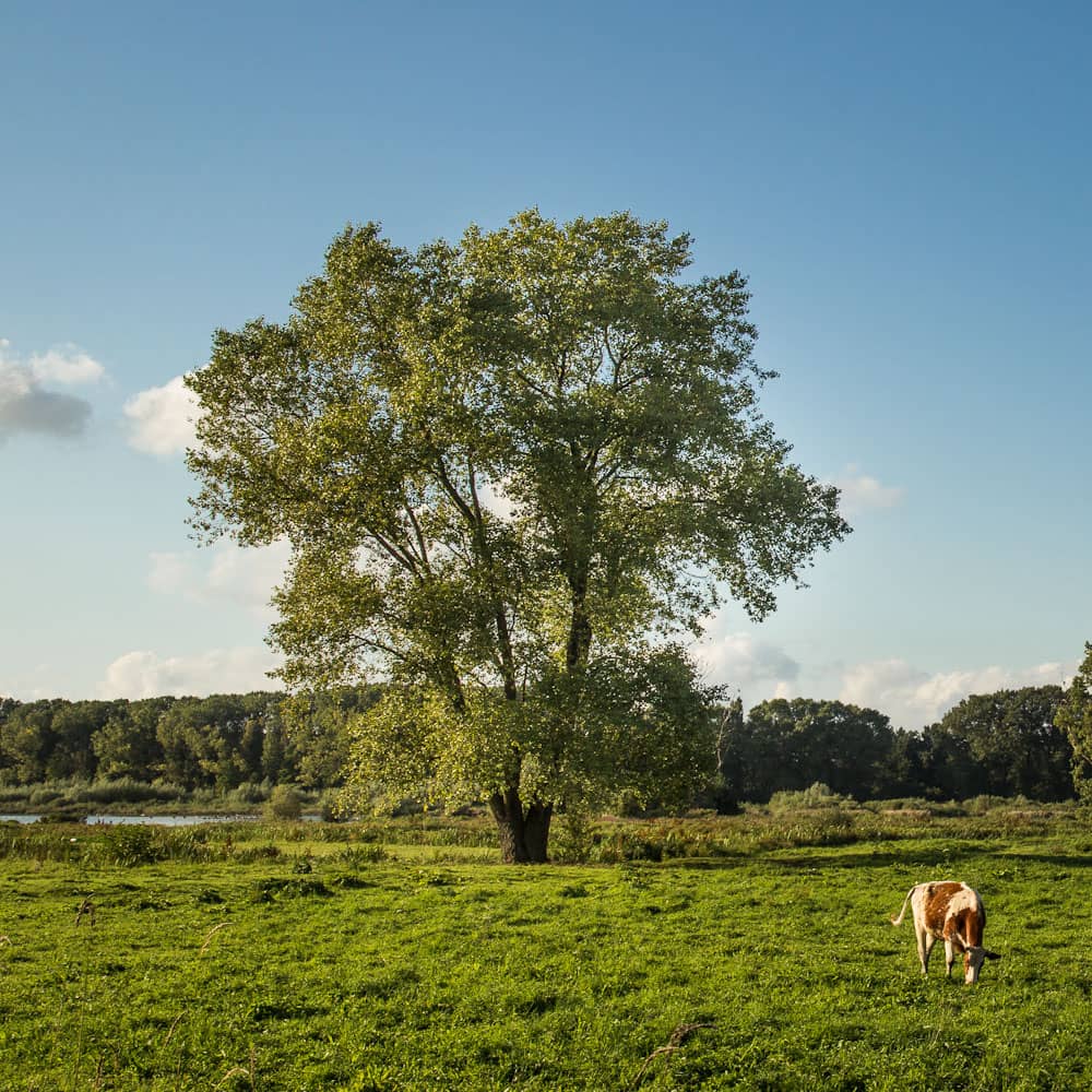 Zomer