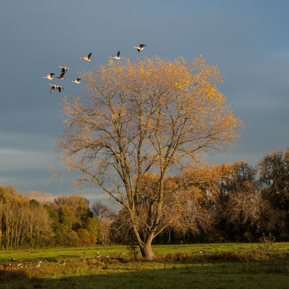 herfst